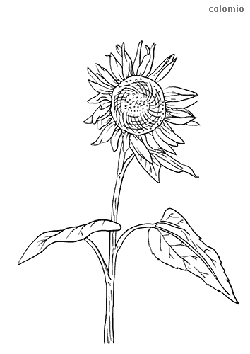 Dibujos de flor para colorear imãgen de flor para colorear