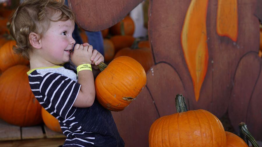 Halloween things to do with kids and families in tampa bay