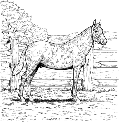 Appaloosa horse with leopard spotted coat coloring page free printable coloring pages