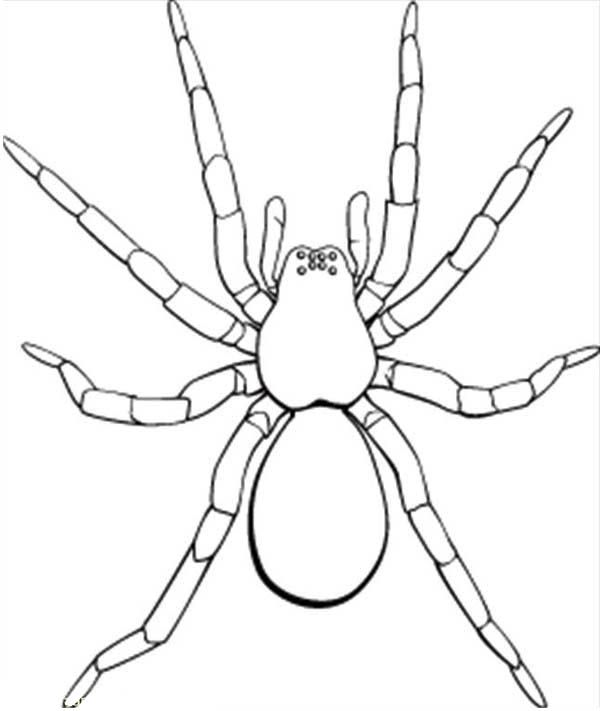 Picture of tarantula coloring page color luna ðñðºññññðð ðð