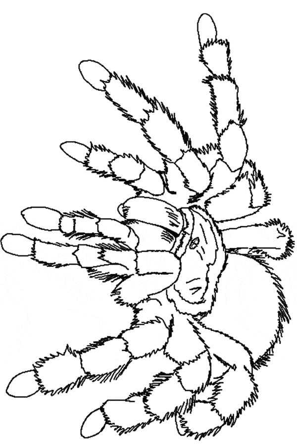 Tarantula coloring page