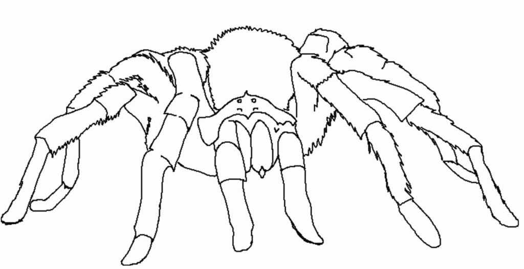 Tarantula coloring pages