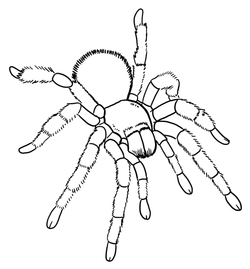 Animal facts coloring sheets long island childrens museum