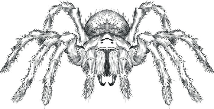 Tarantula vector images â browse photos vectors and video