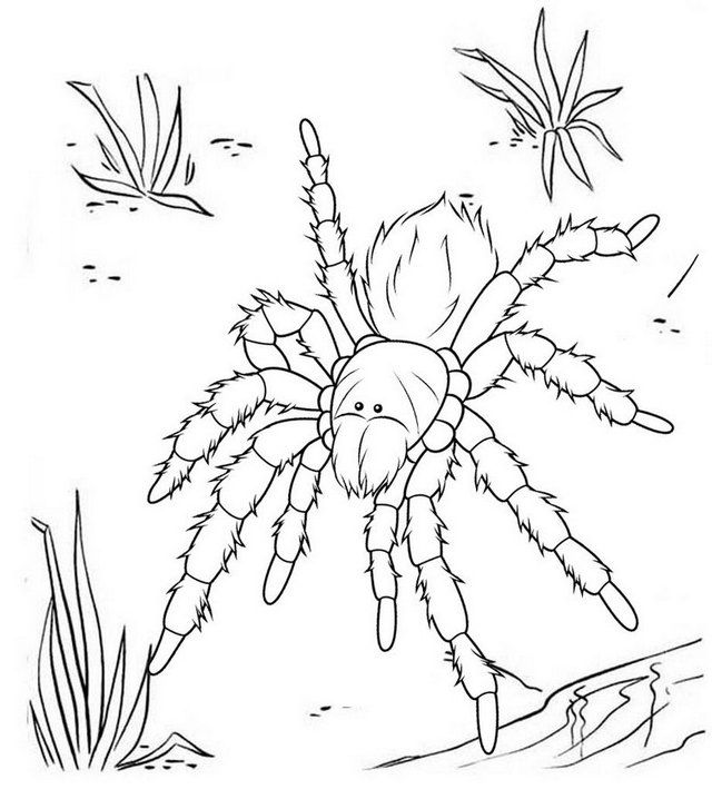 Beautiful tarantula coloring pages for relaxing animal coloring pages coloring pages mermaid coloring pages