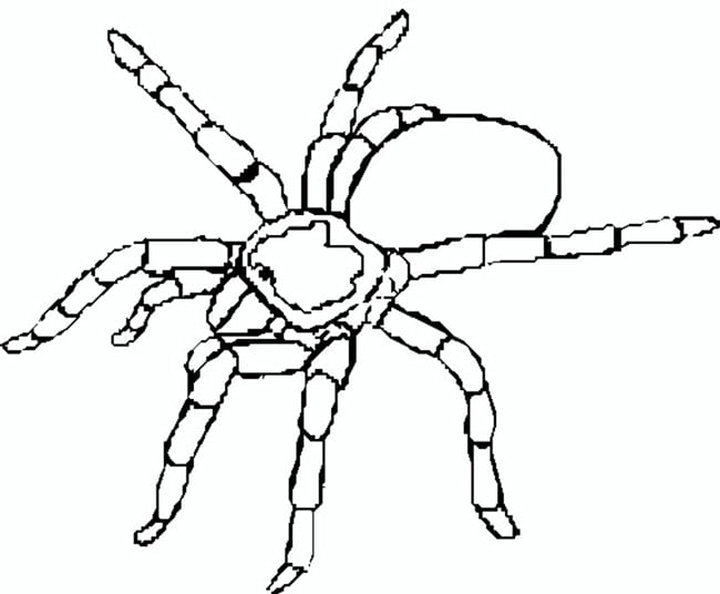 Spider shape