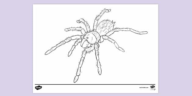 Tarantula louring sheet louring sheets teacher made