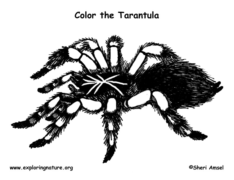 Spider tarantula coloring page