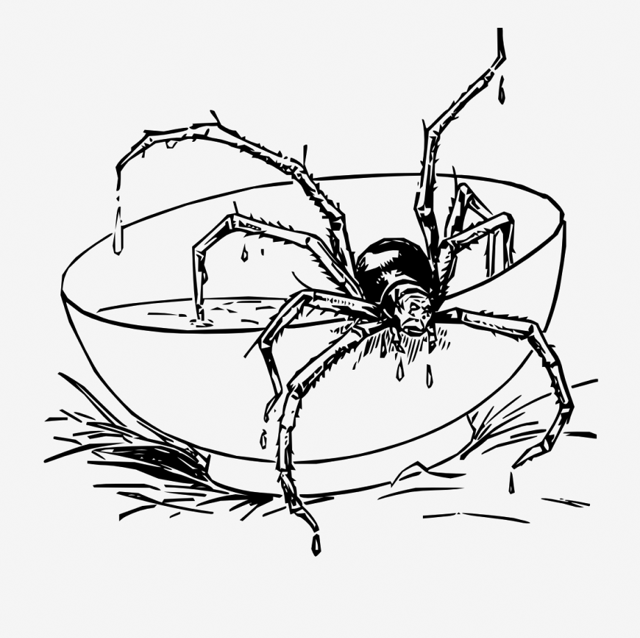 Tarantula coloring pages