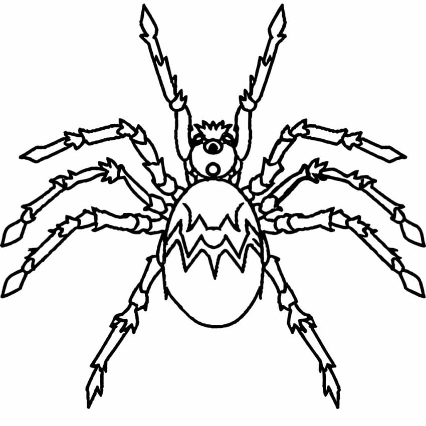 Tarantula spider image coloring page