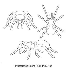 Insect set tarantula cartoon vector coloring stock vector royalty free