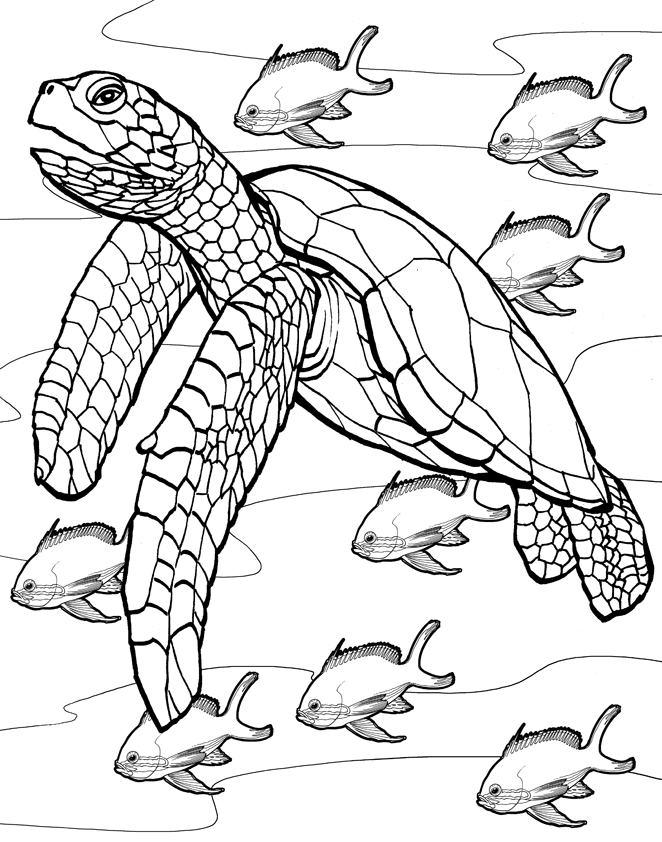 Tartaruga marinha turtle coloring pages coloring pages turtle art