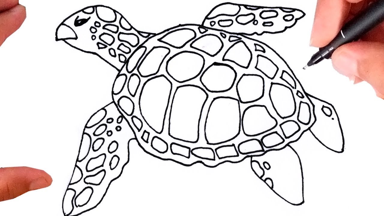 Coo desenhar ua tartaruga