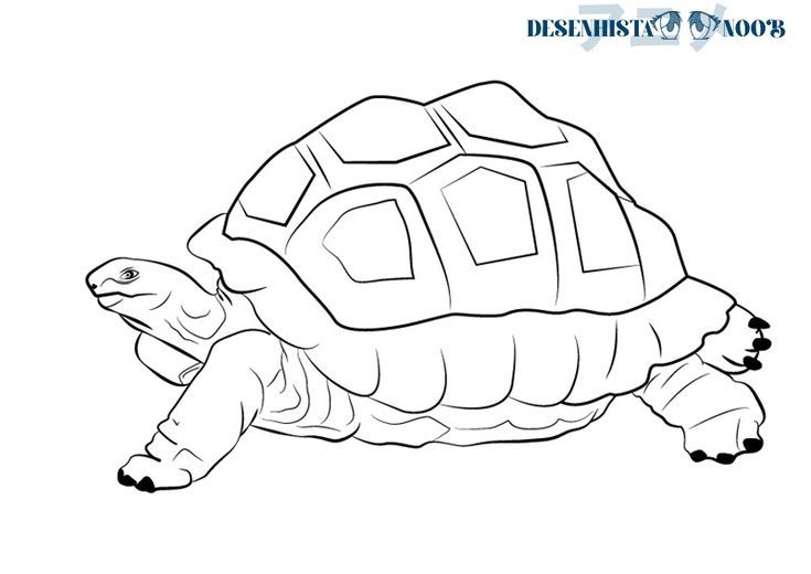 O desenhar uma tartaruga tortoise drawing zoo drawing drawings