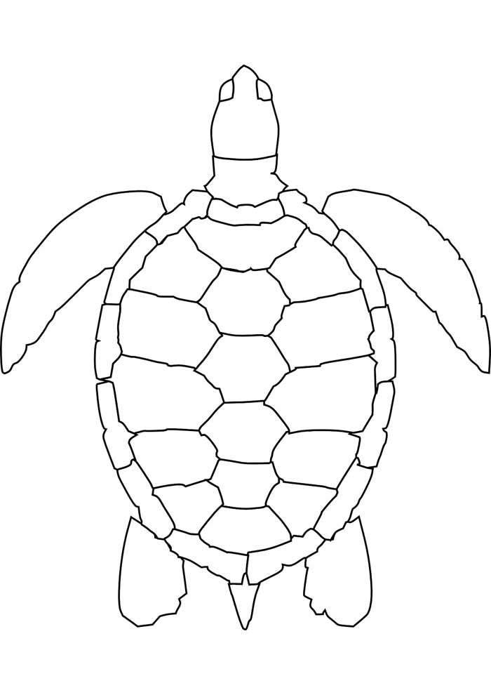 Turtle coloring pages free personalizable coloring pages