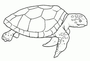 Desenhos