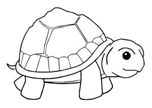 Tartaruga para colorir