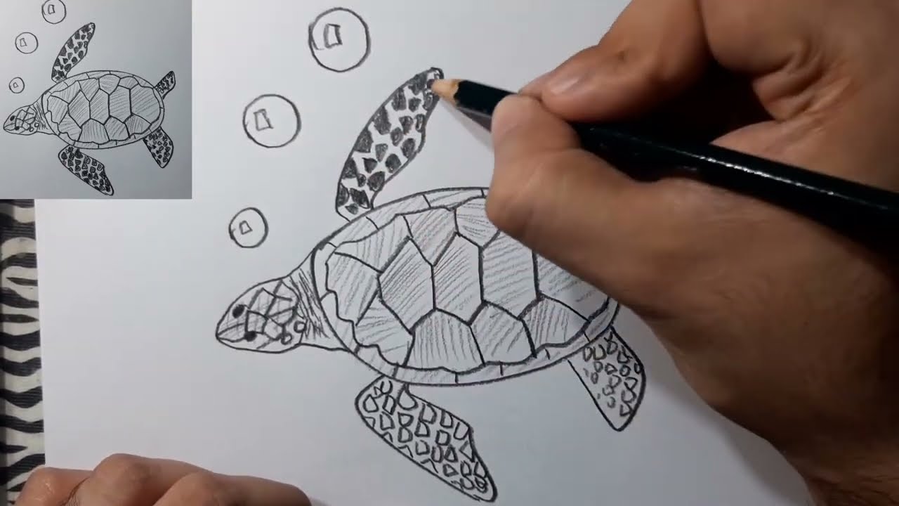 Coo desenhar ua tartaruga arinha e passos
