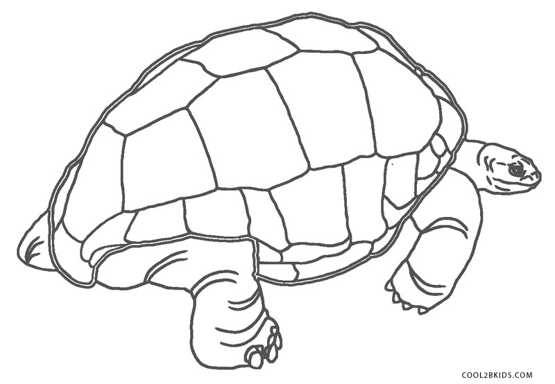 Desenhos de tartaruga para colorir