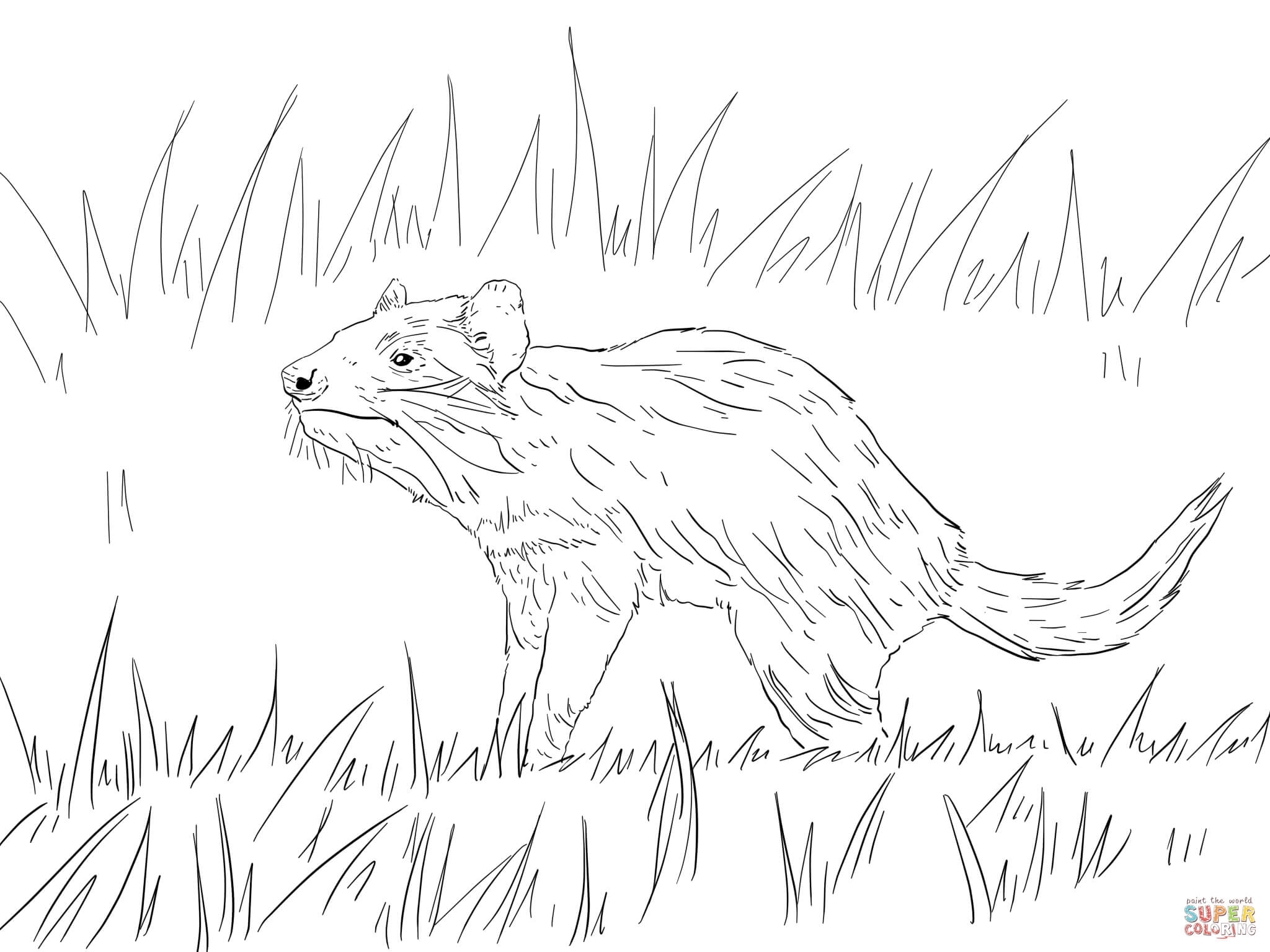 Tasmanian devil coloring page free printable coloring pages