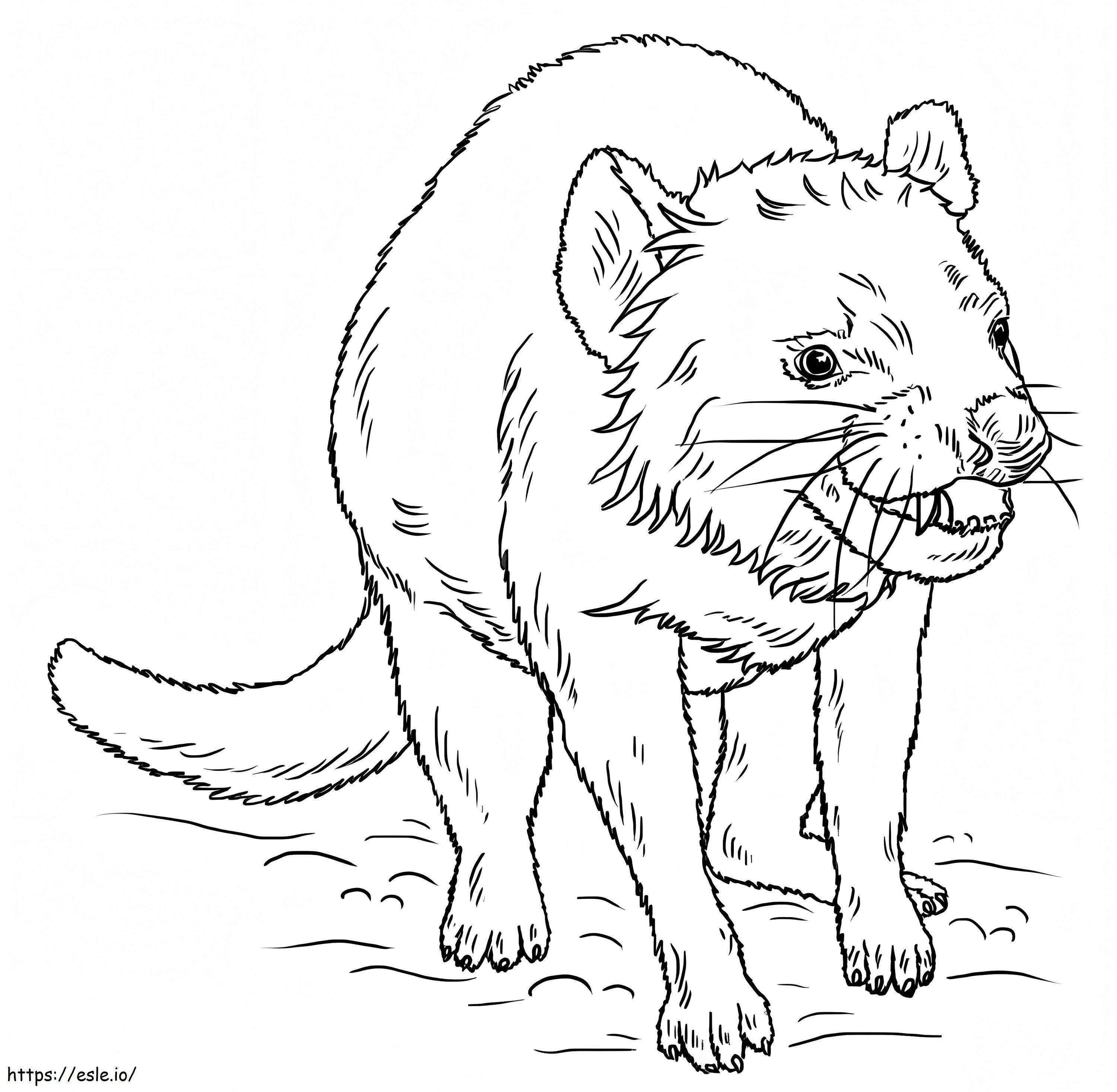 Realistic tasmanian devil coloring page