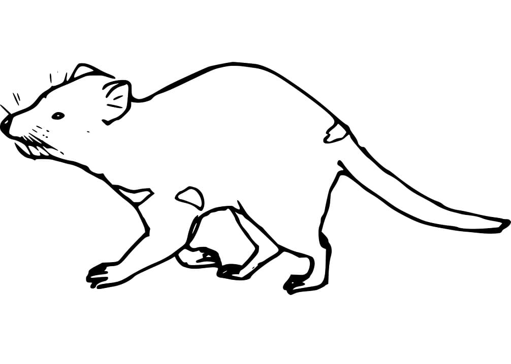 Tasmanian devil fãrbung seite