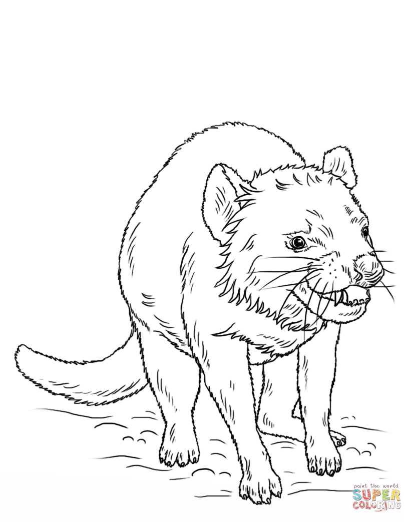 Tasmanian devil coloring page free printable coloring pages