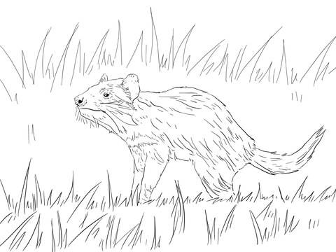 Tasmanian devil coloring page free printable coloring pages