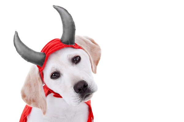Baby devil dog royalty