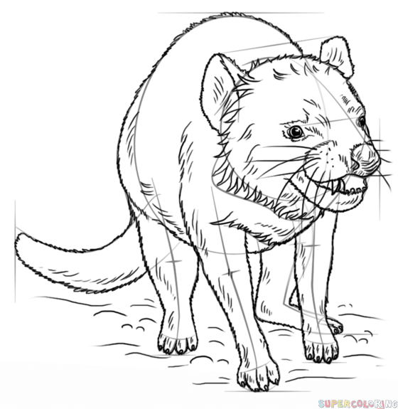 How to draw a tasmanian devil step by step drawing tutorials