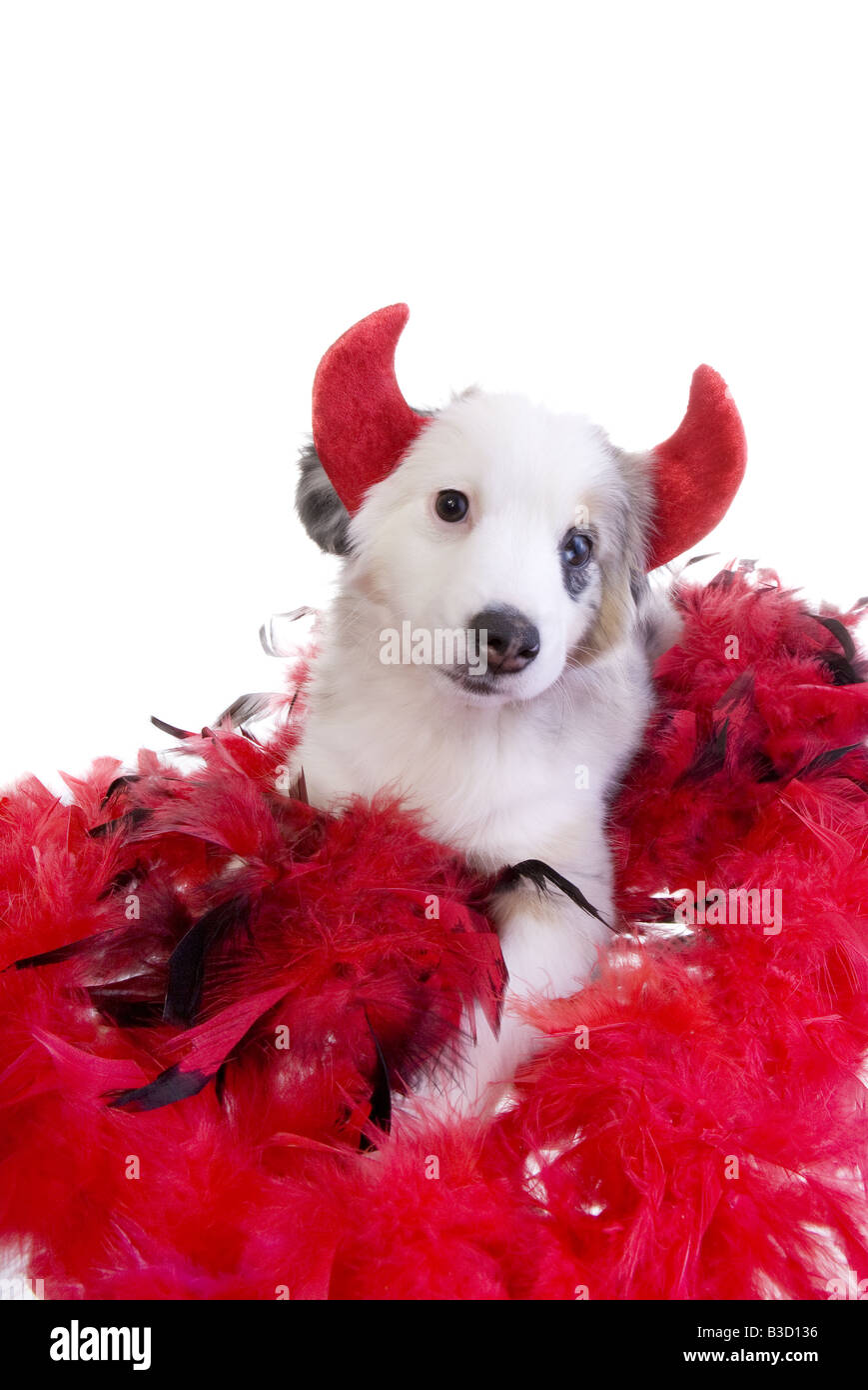 Baby devil dog hi