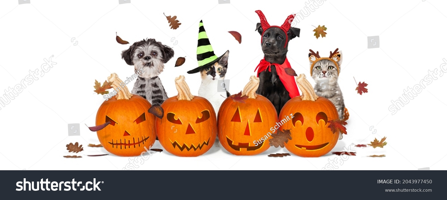 Baby devil dog royalty