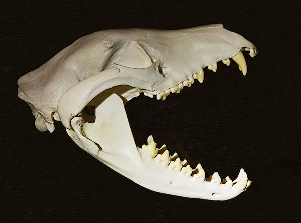 Tasmanian devil skull t