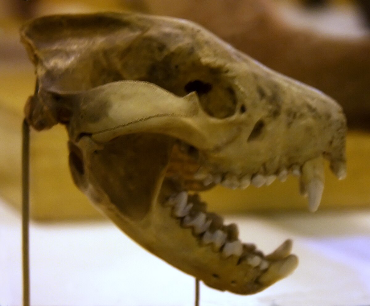Filetasmanian devil skulljpg