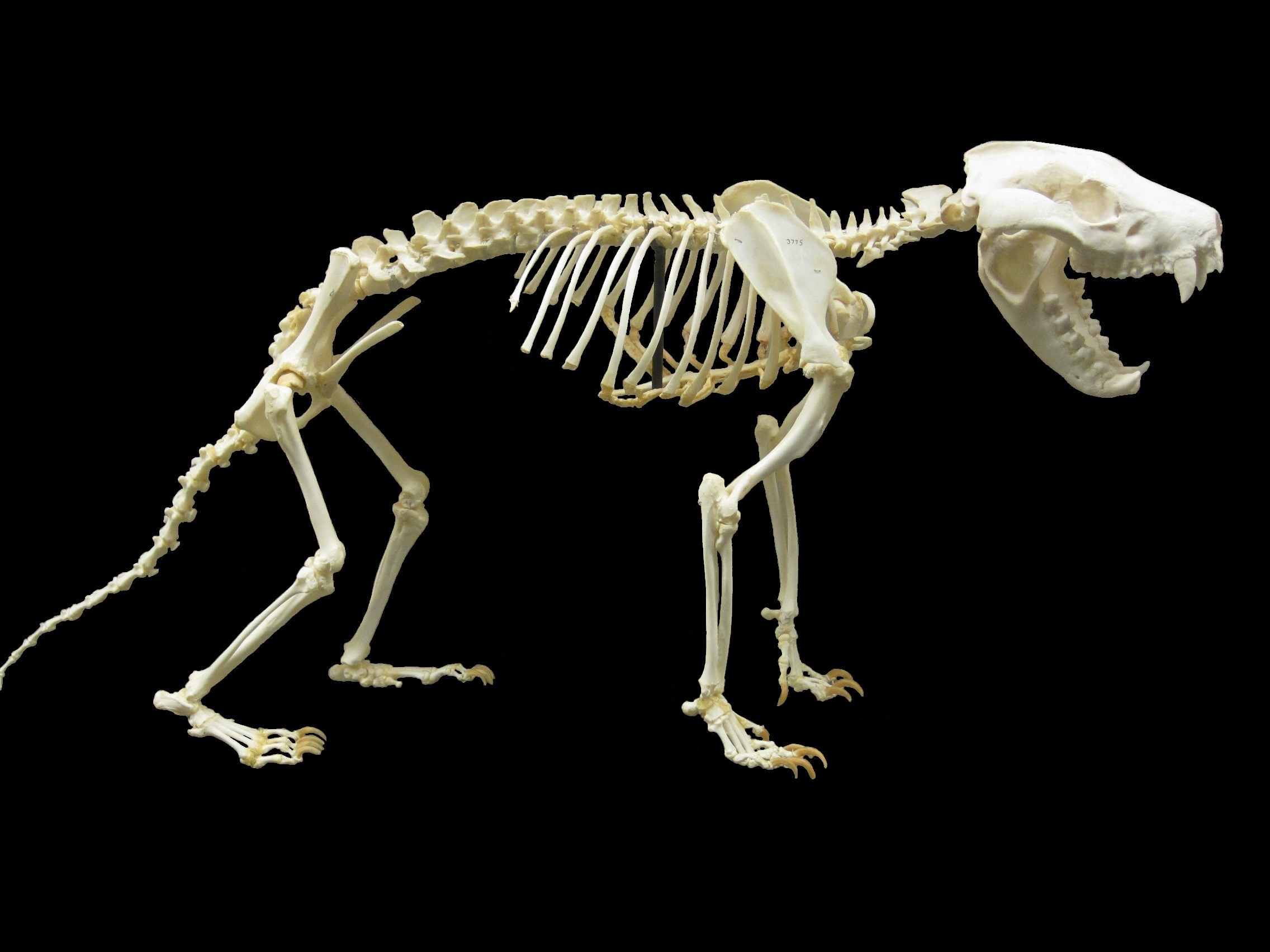 Filetasanian devil skeletonjpg