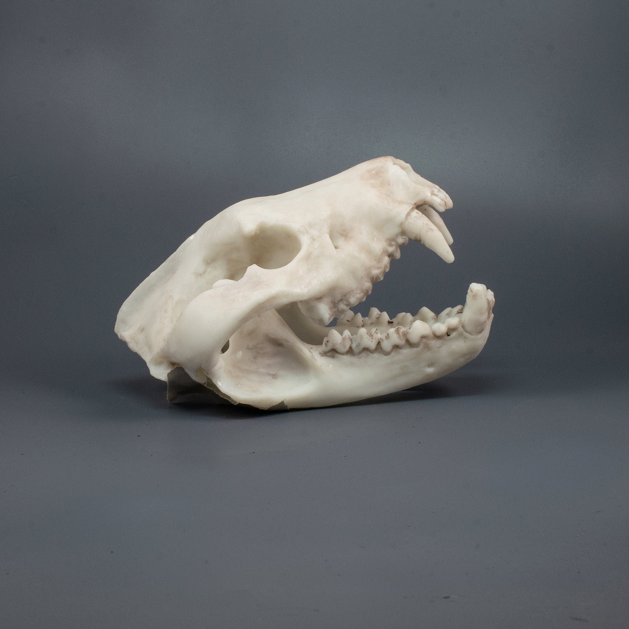 Tasmanian devil skull replica museum quality