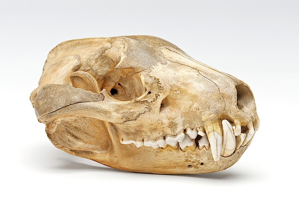 Tasmanian devil skull iphone case by ucl grant museum of zoology