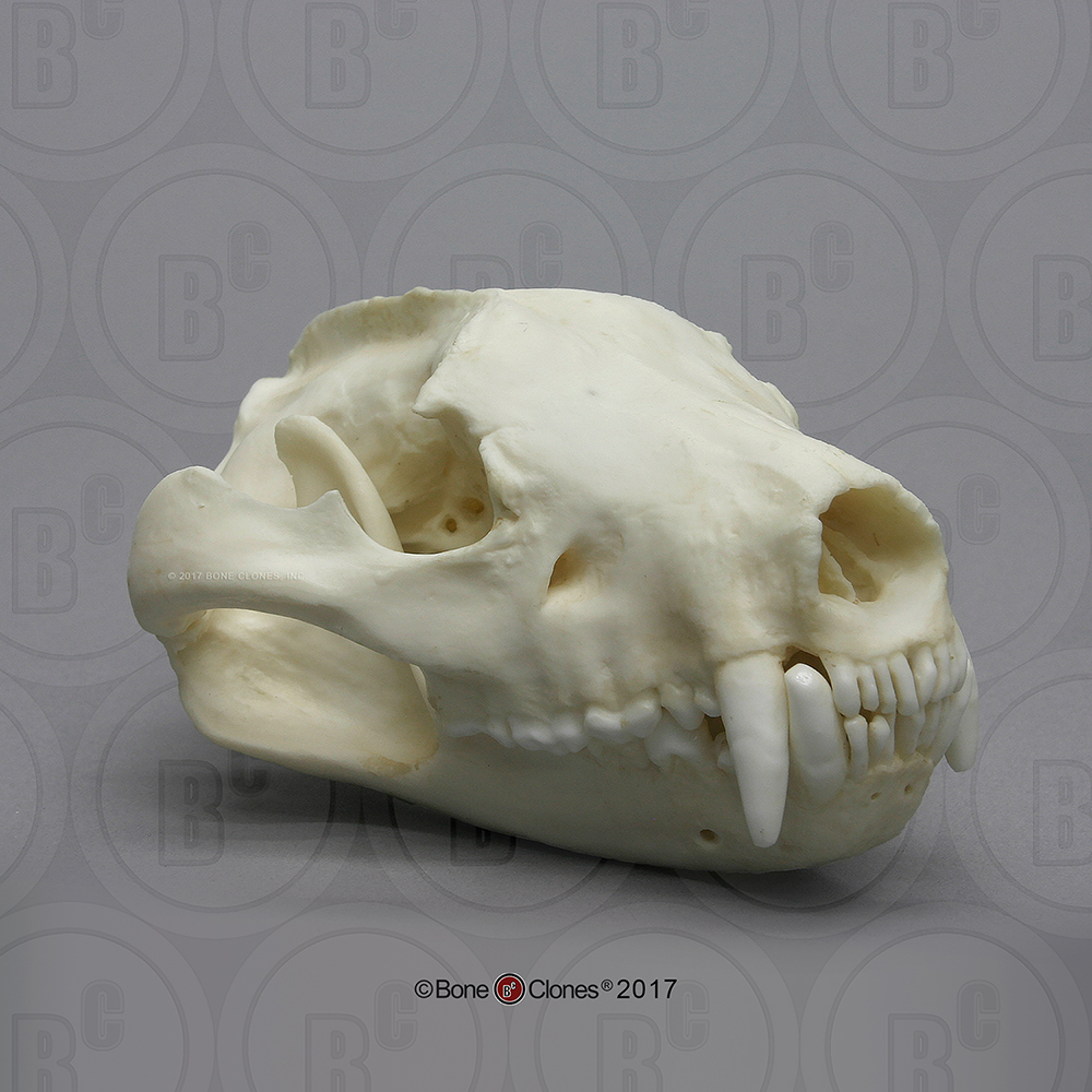 Tasmanian devil skull