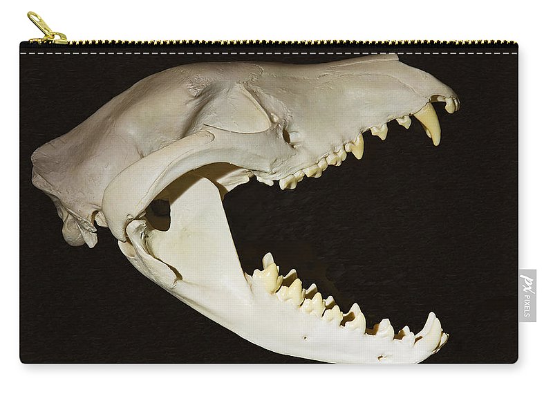 Tasmanian devil skull zip pouch by millard h sharp