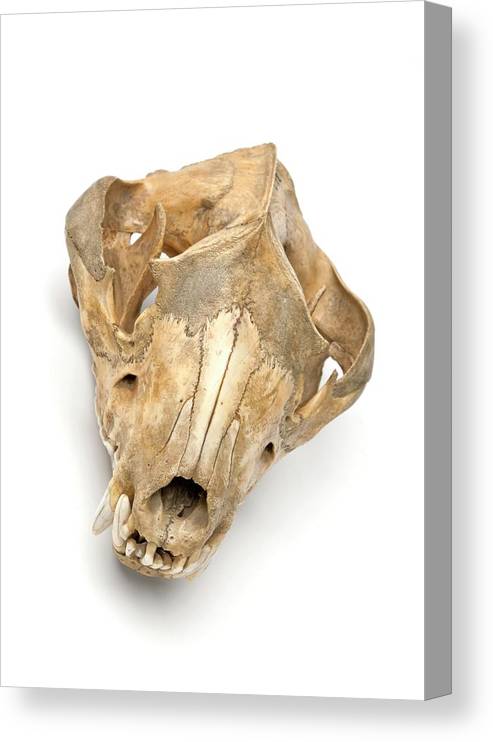 Tasmanian devil skull canvas print canvas art by ucl grant museum of zoology