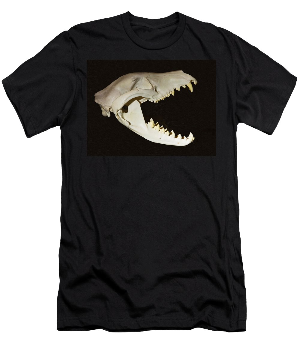 Tasmanian devil skull t