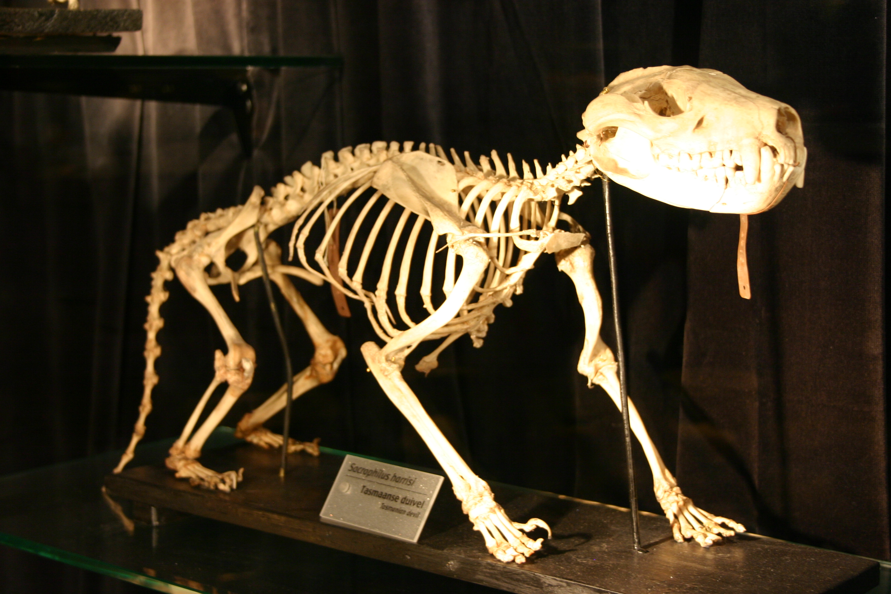 Filetasmanian devil skeletonjpg