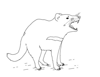 Tasmanian devil coloring page by mama draw it tpt