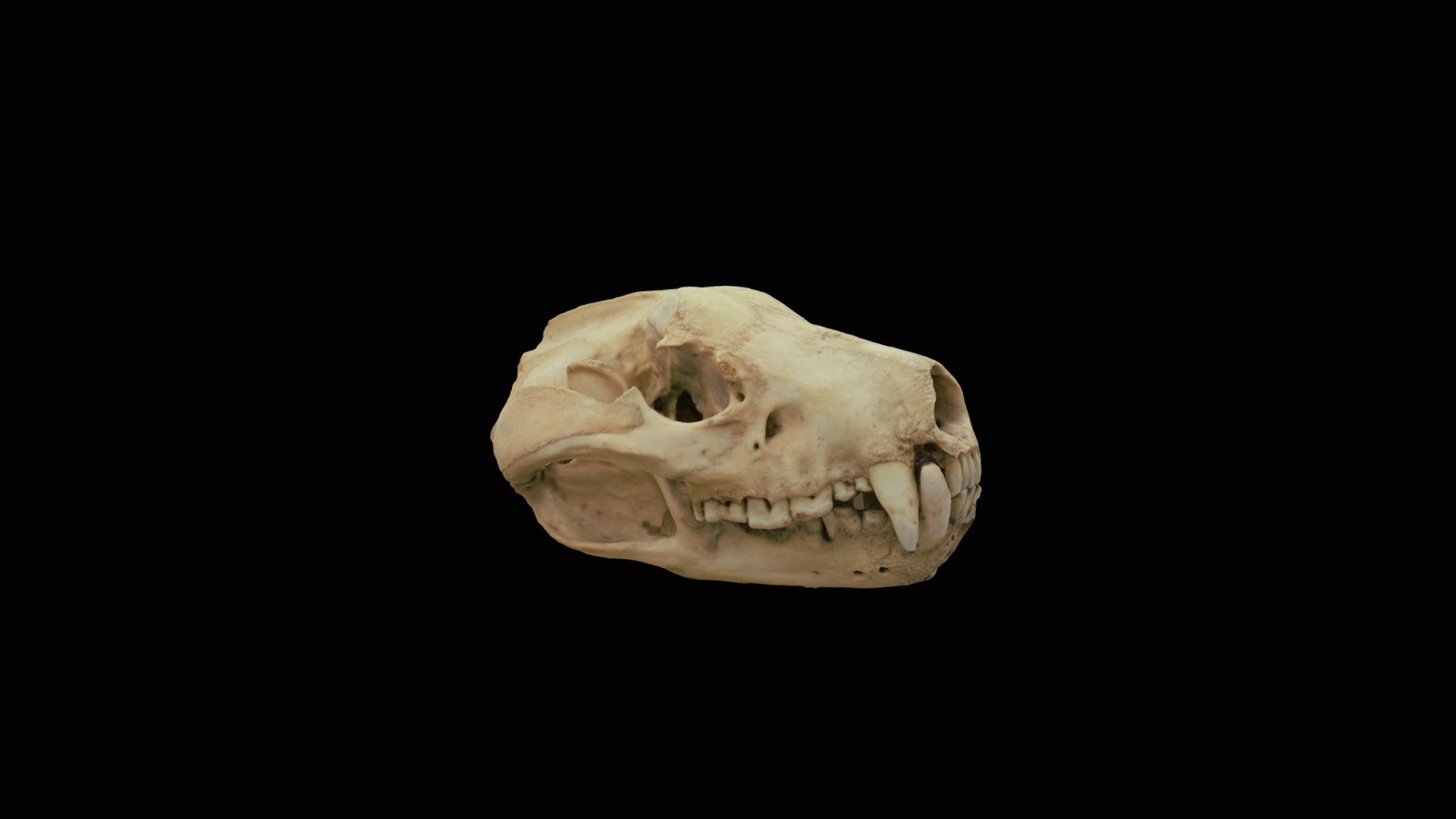 Tasmanian devil skull