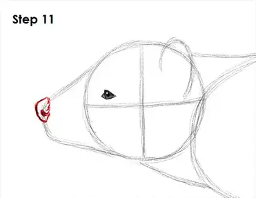 How to draw a tasmanian devil