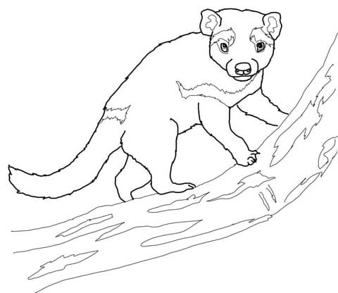 Tasmanian devil on a tree coloring page free printable coloring pages