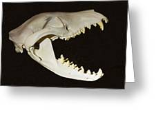 Tasmanian devil skull photograph by millard h sharp
