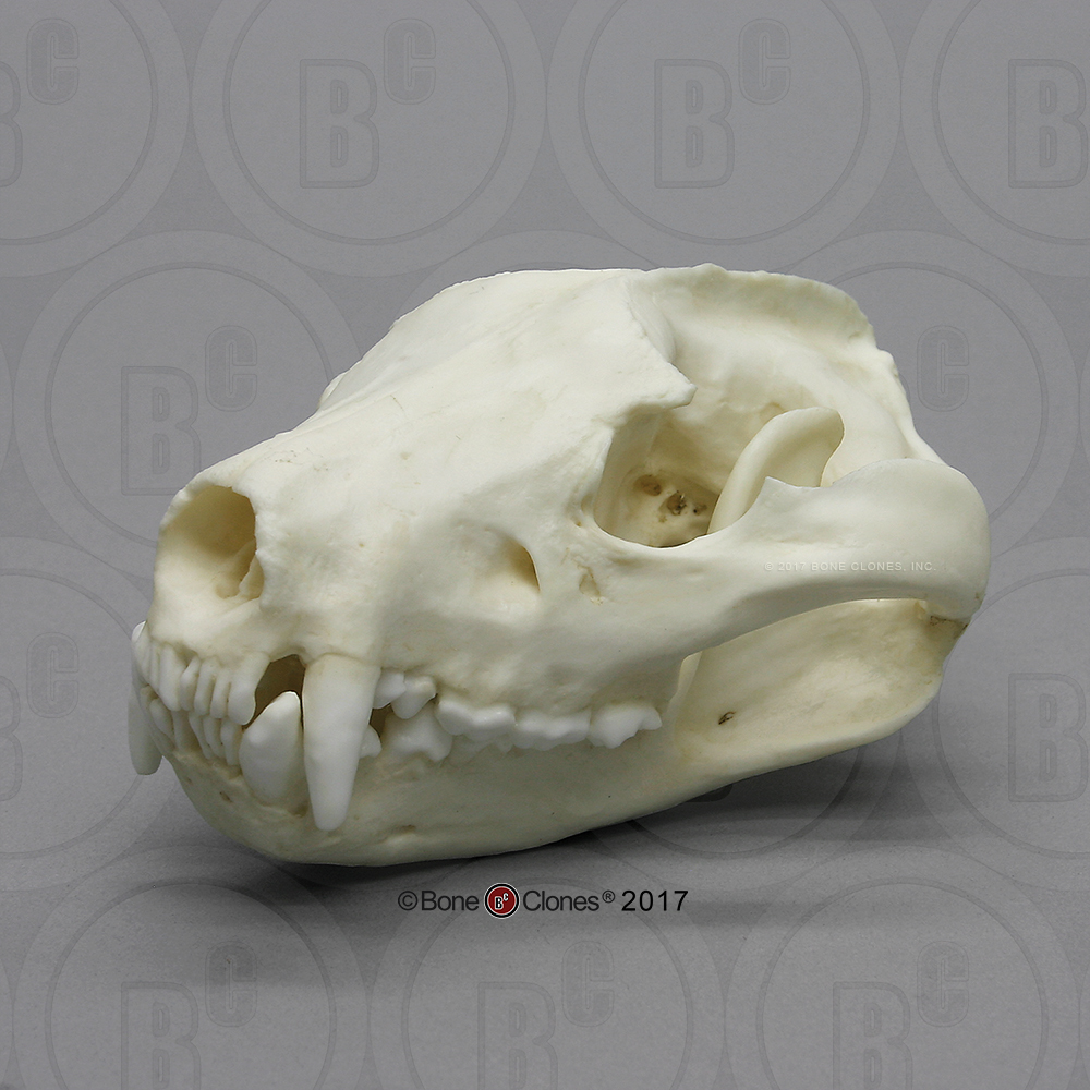 Tasmanian devil skull