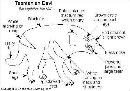 Tasmanian devil printout tasmanian devil australian animals tasmanian