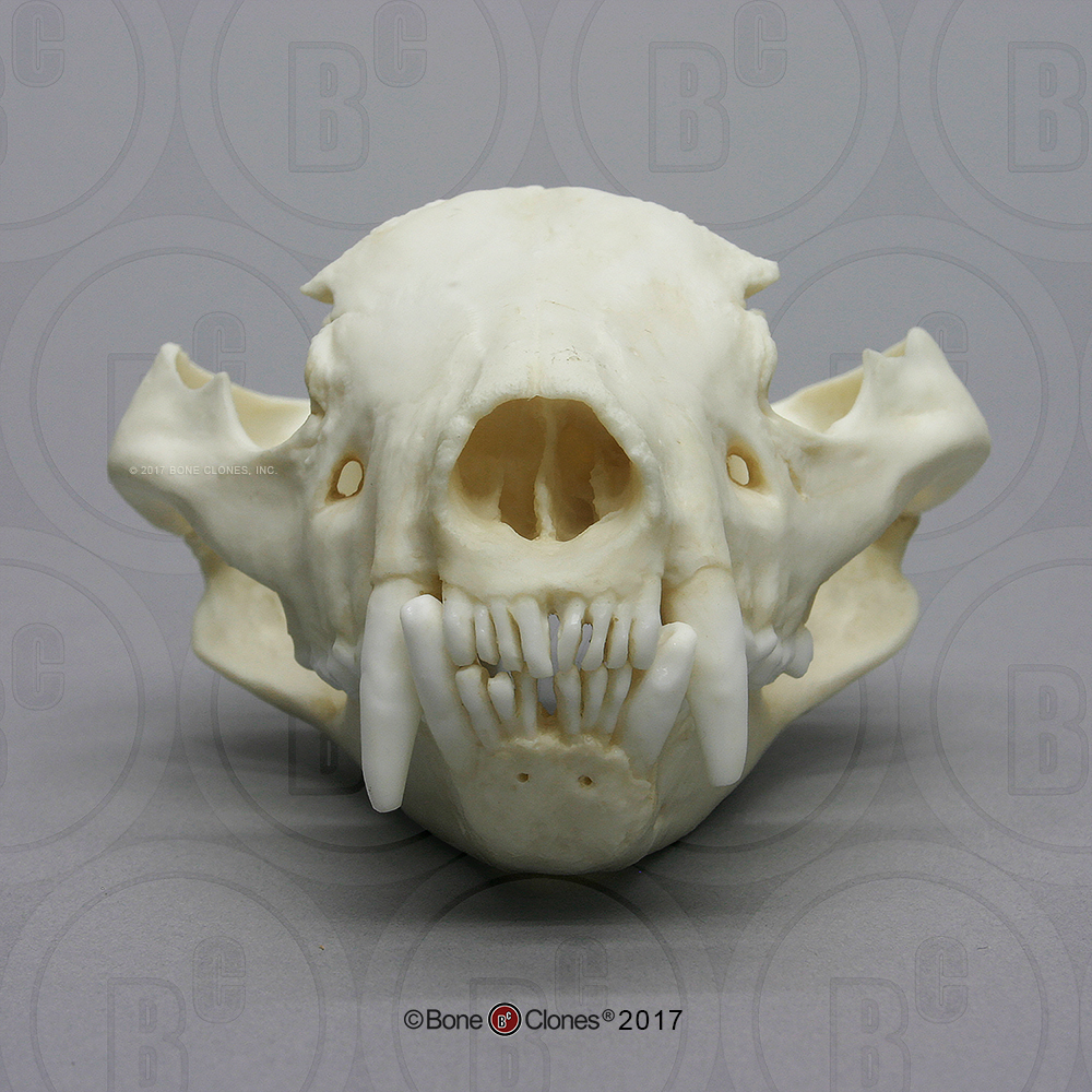 Tasmanian devil skull